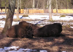 Bisontes en el Parque de Bialowieza