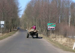 Carretera en Bialowieza